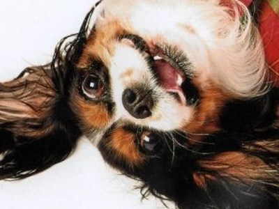 Cavalier King Charles Spaniel –Dog Breed&nbsp;Facts